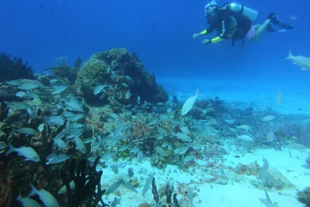 DOUBLE-REEF DIVES IN COZUMEL