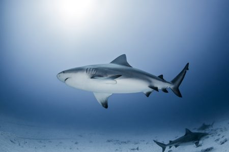 ADVANCED OPEN WATER COURSE + BULL SHARK